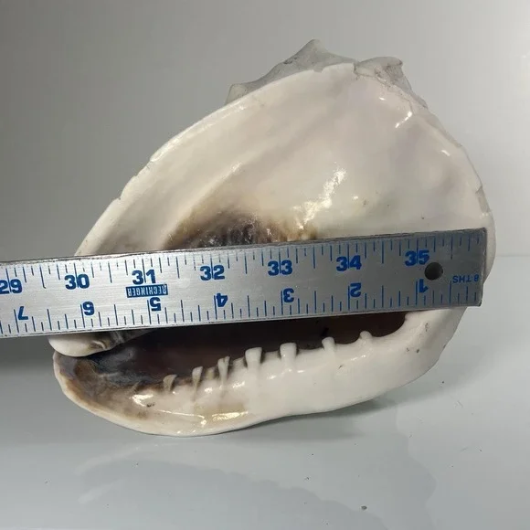 Queen's Helmet Sea Shell 6.5 – Cassis Madagascariensis